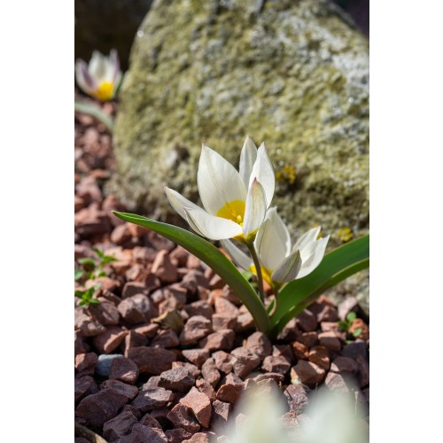Tulip Botanic Polychroma 12 Bulbs Ready for Planting Now in UK Autumn Outdoor Gardens