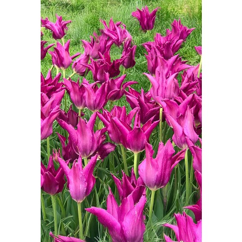 Best Friends, Velvet Twins: Tulip Purple Dream & Queen Rania, 7 Bulbs Ready for Planting Now in UK Autumn Outdoor Gardens