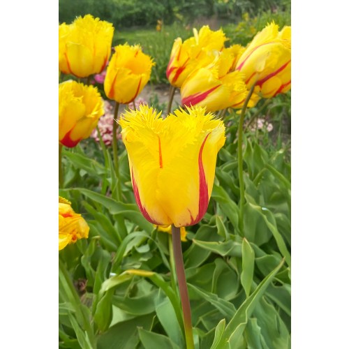 Tulip Crispa (Fringed) Flamenco 6 Bulbs Ready for Planting Now in UK Autumn Outdoor Gardens by Jamieson Brothers