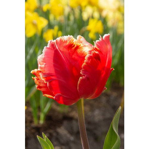 Tulip Parrot Dee Jay Parrot 6 Bulbs Ready for Planting Now in UK Autumn Outdoor Gardens