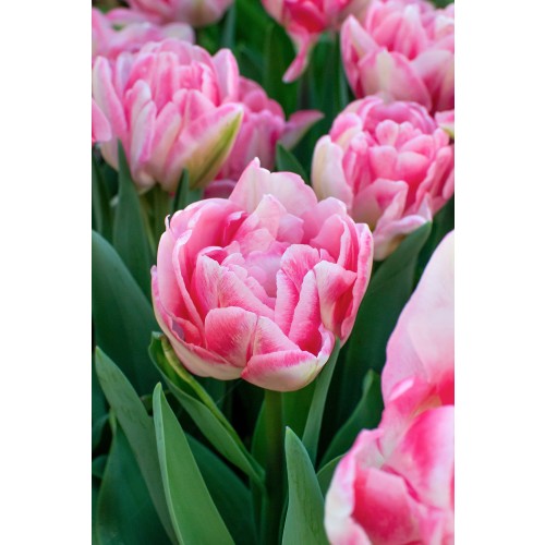 Tulip Double Early Foxtrot 6 Bulbs Ready for Planting Now in UK Autumn Outdoor Gardens