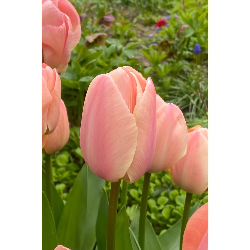 Tulip Darwin Hybride Apricot Pride 6 Bulbs Ready for Planting Now in UK Autumn Outdoor Gardens