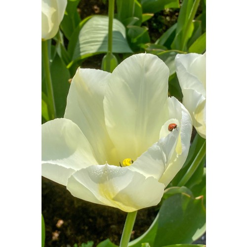 Tulip Purissima 8 Bulbs Ready for Planting Now in UK Autumn Outdoor Gardens