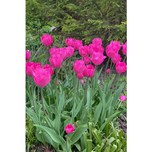 Tulip Single Late Yosemite 6 Bulbs Ready for Planting Now in UK Autumn Outdoor Gardens by Jamieson Brothers