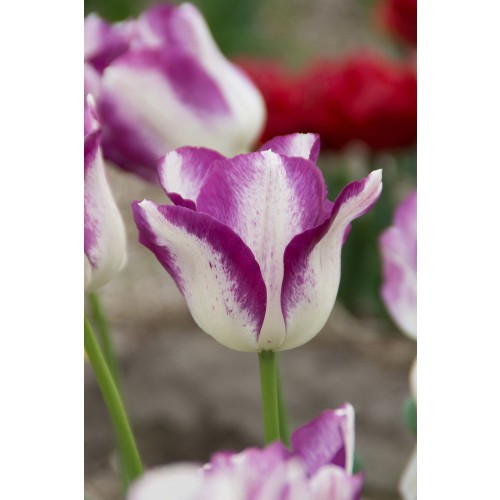 Tulip Affaire 7 Bulbs Ready for Planting Now in UK Autumn Outdoor Gardens