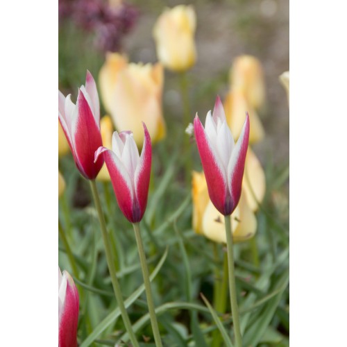 Tulip Peppermint Stick 10 Bulbs Ready for Planting Now in UK Autumn Outdoor Gardens