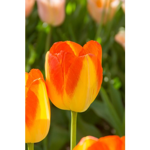 Tulip Triumph Prinz Armin 6 Bulbs Ready for Planting Now in UK Autumn Outdoor Gardens by Jamieson Brothers