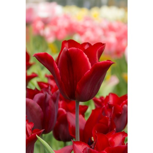 Tulip Triumph Lasting Love 6 Bulbs Ready for Planting Now in UK Autumn Outdoor Gardens