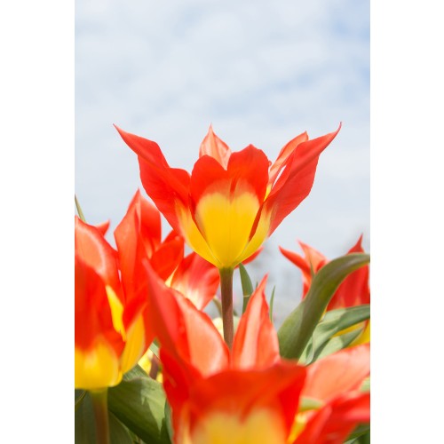 Tulip Fosteriana Flames Mystery 6 Bulbs Ready for Planting Now in UK Autumn Outdoor Gardens