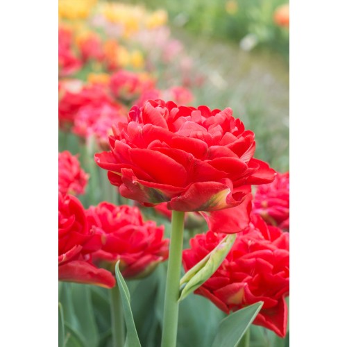 Tulip Double Early Pamplona 6 Bulbs Ready for Planting Now in UK Autumn Outdoor Gardens by Jamieson Brothers