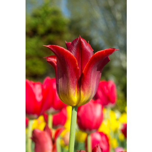 Tulip Lilyflowering Striking Match 4 Bulbs Ready for Planting Now in UK Autumn Outdoor Gardens by Jamieson Brothers