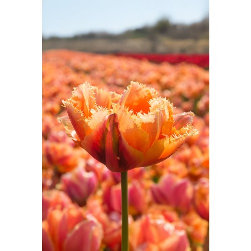 Patio Set: Royal Dutch Muscari & Tulip Collection 18 Bulbs Ready for Planting Now in UK Autumn Outdoor Gardens