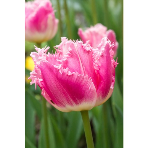 Tulip Crispa (Fringed) Dallas 6 Bulbs Ready for Planting Now in UK Autumn Outdoor Gardens by Jamieson Brothers