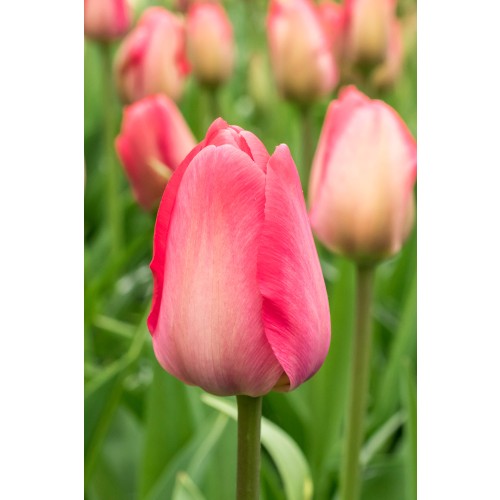 Tulip Van Eijk 20 Bulbs Ready for Planting Now in UK Autumn Outdoor Gardens