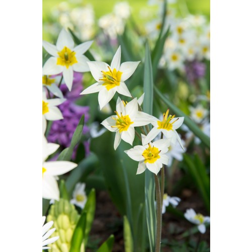 Tulip Botanical/Rockgarden Turkestanica 25 Bulbs Ready for Planting Now in UK Autumn Outdoor Gardens