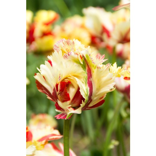 Tulip Texas Flame 7 Bulbs Ready for Planting Now in UK Autumn Outdoor Gardens