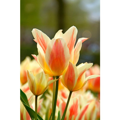 Tulip Greigii/Kaufmanniana Quebec 6 Bulbs Ready for Planting Now in UK Autumn Outdoor Gardens by Jamieson Brothers