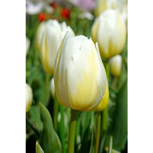 Tulip Rembrandt Happy People 6 Bulbs Ready for Planting Now in UK Autumn Outdoor Gardens