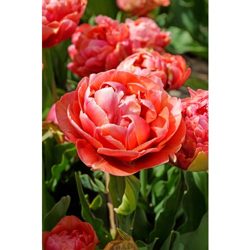 Tulip Double Late Copper Image 5 Bulbs Ready for Planting Now in UK Autumn Outdoor Gardens