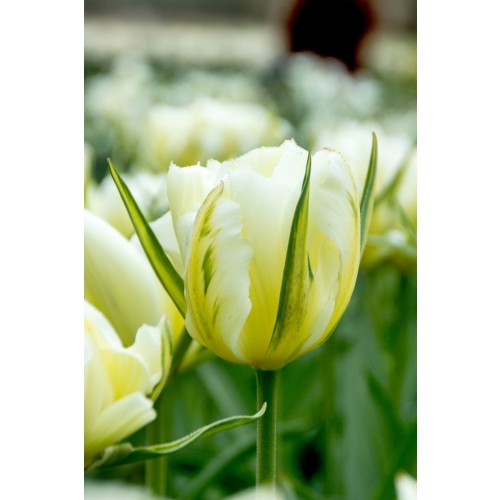 Tulip Double Early Exotic Emperor 6 Bulbs Ready for Planting Now in UK Autumn Outdoor Gardens by Jamieson Brothers