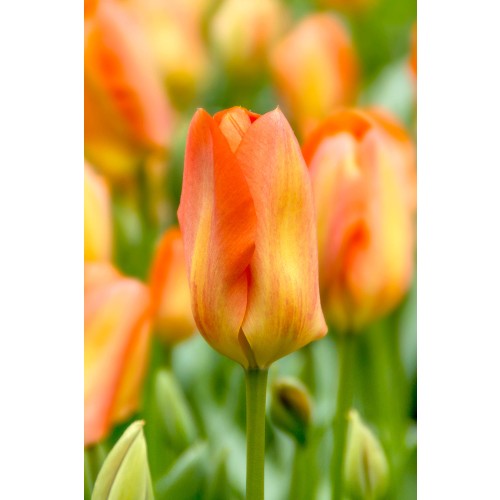 Tulip Fosteriana Orange Breeze 6 Bulbs Ready for Planting Now in UK Autumn Outdoor Gardens by Jamieson Brothers