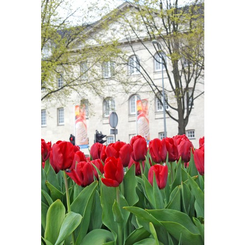 Tulip Triumph Seadov 6 Bulbs Ready for Planting Now in UK Autumn Outdoor Gardens