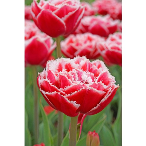 Tulip Double Fringed (Crispa) Brest 6 Bulbs Ready for Planting Now in UK Autumn Outdoor Gardens by Jamieson Brothers