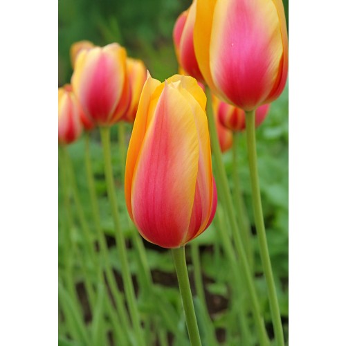 Tulip Single Late Blushing Beauty (Long Stems) 6 Bulbs Ready for Planting Now in UK Autumn Outdoor Gardens