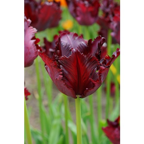 Tulip Parrot Black Parrot 6 Bulbs Ready for Planting Now in UK Autumn Outdoor Gardens