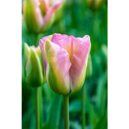 Tulip Viridiflora Groenland 6 Bulbs Ready for Planting Now in UK Autumn Outdoor Gardens