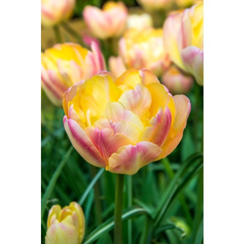 Tulip Double Late Creme Upstar 6 Bulbs Ready for Planting Now in UK Autumn Outdoor Gardens by Jamieson Brothers