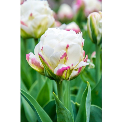 Tulip Double Late Ice Cream 6 Bulbs Ready for Planting Now in UK Autumn Outdoor Gardens