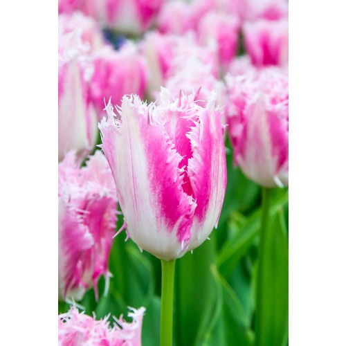 Tulip Fringed (Crispa) Huis Ten Bosch 6 Bulbs Ready for Planting Now in UK Autumn Outdoor Gardens by Jamieson Brothers