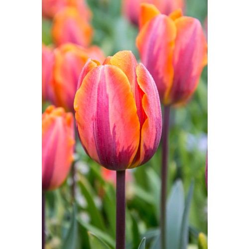 Tulip Rembrandt Prinses Irene 6 Bulbs Ready for Planting Now in UK Autumn Outdoor Gardens