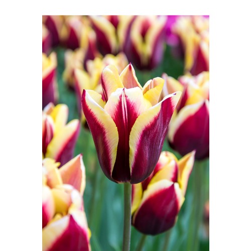 Tulip Triumph Gavota 6 Bulbs Ready for Planting Now in UK Autumn Outdoor Gardens