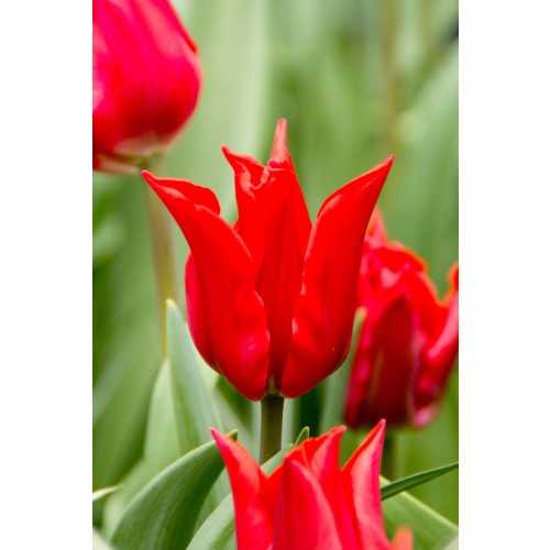 Tulip Lilyflowering Pretty Woman 6 Bulbs Ready for Planting Now in UK Autumn Outdoor Gardens by Jamieson Brothers