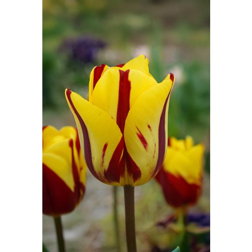 Tulip Triumph Helmar 6 Bulbs Ready for Planting Now in UK Autumn Outdoor Gardens