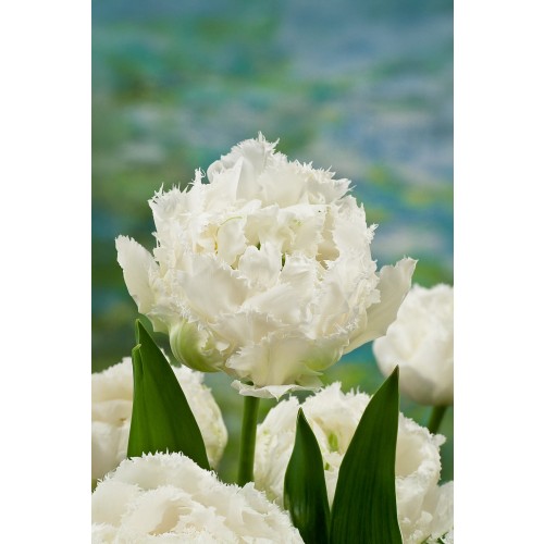 Tulip Double Fringed (Crispa) Snow Crystal 6 Bulbs Ready for Planting Now in UK Autumn Outdoor Gardens by Jamieson Brothers