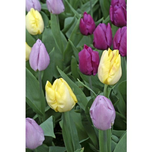 Tulip Tutti-Frutti Blend 15 Bulbs Ready for Planting Now in UK Autumn Outdoor Gardens by Jamieson Brothers