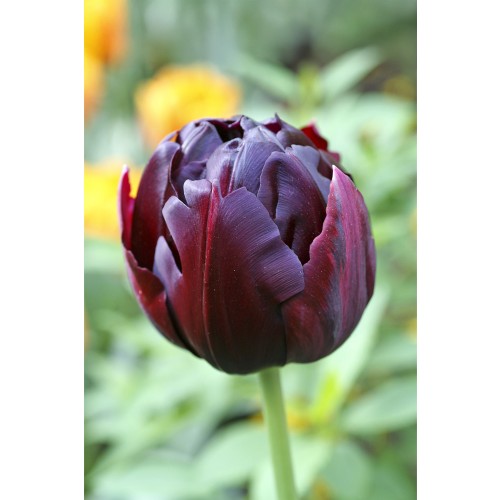 Tulip Double Late Black Hero 6 Bulbs Ready for Planting Now in UK Autumn Outdoor Gardens
