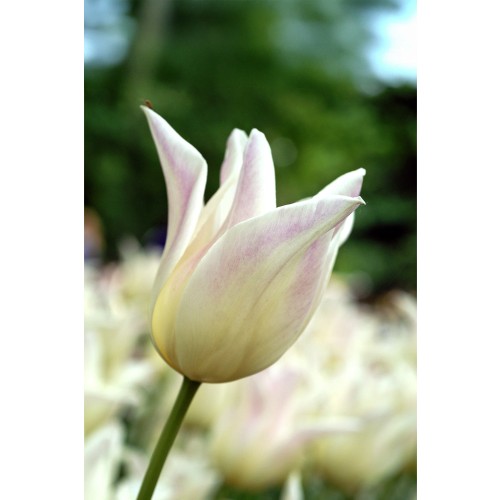 Tulip Lilyflowering Elegant Lady 6 Bulbs Ready for Planting Now in UK Autumn Outdoor Gardens by Jamieson Brothers