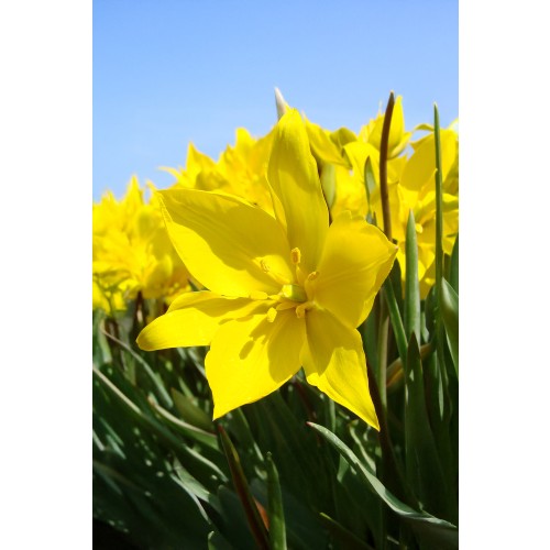 Tulip Botanic Sylvestris 15 Bulbs Ready for Planting Now in UK Autumn Outdoor Gardens