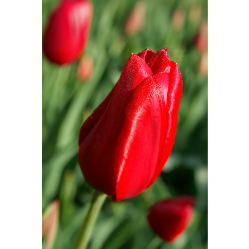 Tulip Single Late Kingsblood 6 Bulbs Ready for Planting Now in UK Autumn Outdoor Gardens