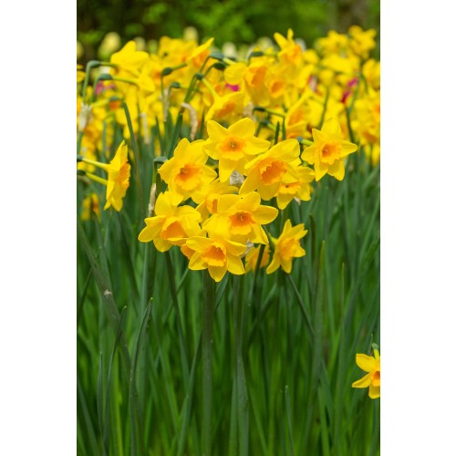 Daffodil (Narcissus) Scented Mix 35 Bulbs Ready for Planting Now in UK Autumn Outdoor Gardens