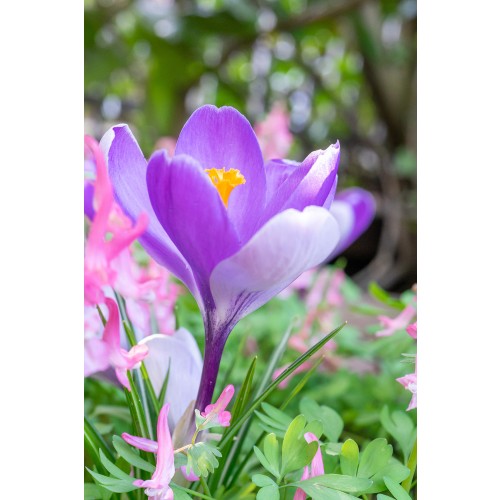 Crocus Whale Shark 15 Bulbs Ready for Planting Now in UK Autumn Outdoor Gardens