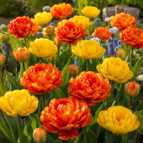 Best Friends, Pretty Pumpkins: Tulip Canyon & Sunlover, 7 Bulbs Ready for Planting Now in UK Autumn Outdoor Gardens