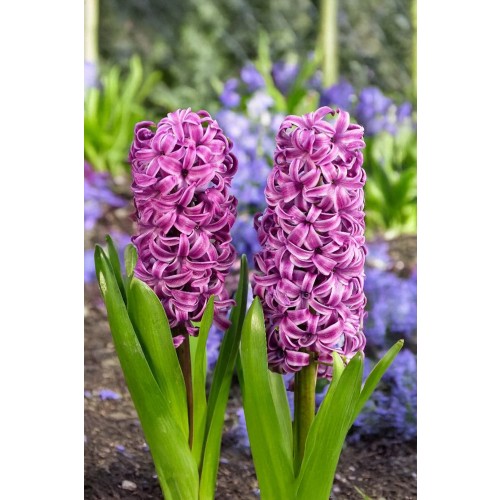 Hyacinthus Purple Sensation 3 Bulbs Ready for Planting Now in UK Autumn Outdoor Gardens