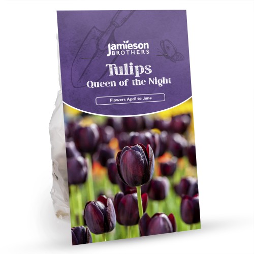 Queen of The Night Tulip Bulbs (12 Bulbs) by Jamieson Brothers