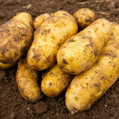 Ratte Seed Potatoes - 8