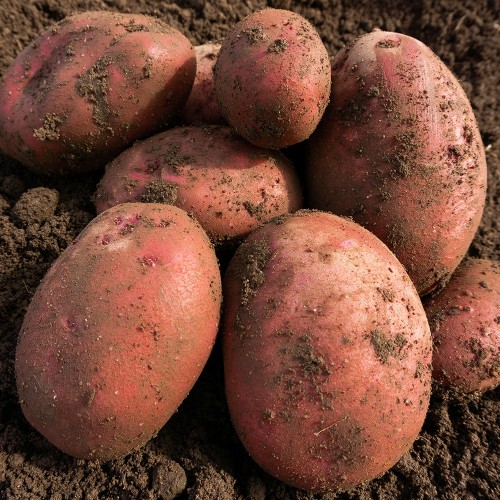 Red Duke of York Seed Potatoes